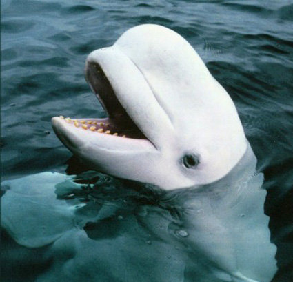 beluga whale pictures. A Whale: eluga whale